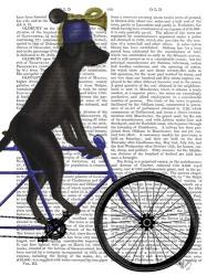 Black Labrador on Bicycle | Obraz na stenu
