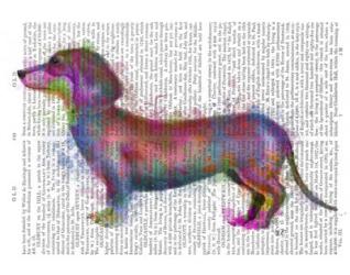 Dachshund Rainbow Splash 1 | Obraz na stenu