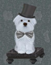 Maltese with Top Hat | Obraz na stenu