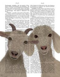 Goat Duo, Looking at You Book Print | Obraz na stenu