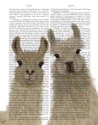Llama Duo, Looking at You Book Print | Obraz na stenu