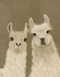 Llama Duo, Looking at You | Obraz na stenu