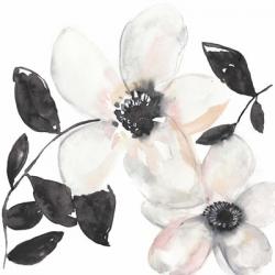 Black & Blush Anemone I | Obraz na stenu