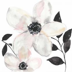 Black & Blush Anemone II | Obraz na stenu