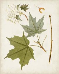 Antique Leaves VII | Obraz na stenu