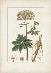 Antique Turpin Botanical I | Obraz na stenu