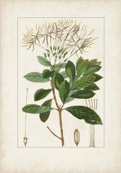 Antique Turpin Botanical II | Obraz na stenu