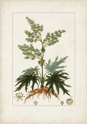 Antique Turpin Botanical III | Obraz na stenu