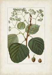 Antique Turpin Botanical IV | Obraz na stenu
