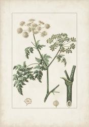 Antique Turpin Botanical IX | Obraz na stenu
