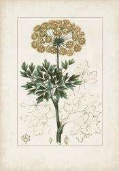 Antique Turpin Botanical VI | Obraz na stenu