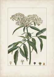 Antique Turpin Botanical VII | Obraz na stenu
