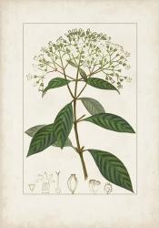 Antique Turpin Botanical VIII | Obraz na stenu