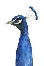 Peacock Portrait II | Obraz na stenu