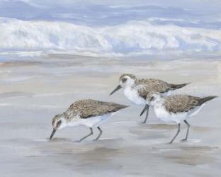 Sandpipers II | Obraz na stenu