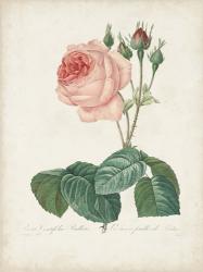 Vintage Redoute Roses I | Obraz na stenu