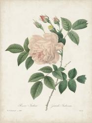 Vintage Redoute Roses II | Obraz na stenu