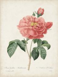 Vintage Redoute Roses III | Obraz na stenu