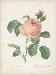 Vintage Redoute Roses IV | Obraz na stenu
