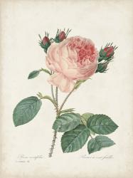 Vintage Redoute Roses V | Obraz na stenu