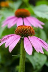 Pink Coneflowers I | Obraz na stenu