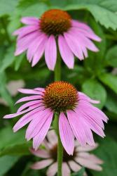 Pink Coneflowers II | Obraz na stenu