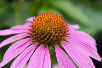 Pink Coneflowers III | Obraz na stenu