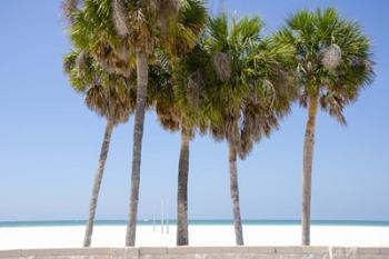 Coastal Palms I | Obraz na stenu