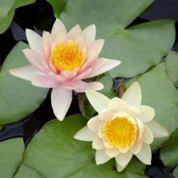 Water Lily Flowers I | Obraz na stenu