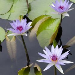 Water Lily Flowers IV | Obraz na stenu