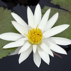 Water Lily Flowers V | Obraz na stenu