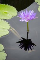 Water Lily Flowers VI | Obraz na stenu