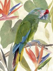 Tropical Parrot Composition I | Obraz na stenu