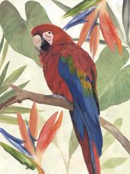 Tropical Parrot Composition II | Obraz na stenu