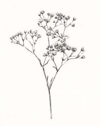 Wild Bloom Sketch I | Obraz na stenu