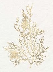 Gilded Algae VIII | Obraz na stenu