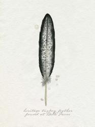 Found Feather II | Obraz na stenu