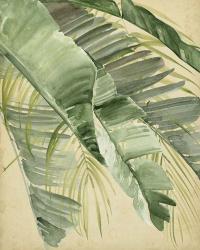 Banana Palms I | Obraz na stenu