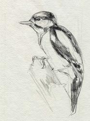 Woodpecker Sketch I | Obraz na stenu