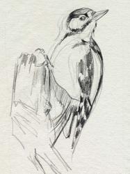 Woodpecker Sketch II | Obraz na stenu