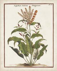 Munting Botanicals I | Obraz na stenu