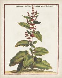 Munting Botanicals IV | Obraz na stenu