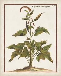 Munting Botanicals VI | Obraz na stenu