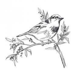 Simple Songbird Sketches I | Obraz na stenu