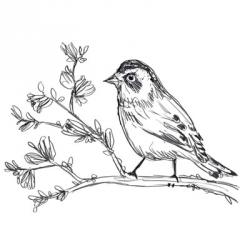 Simple Songbird Sketches II | Obraz na stenu