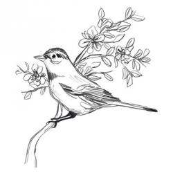Simple Songbird Sketches III | Obraz na stenu