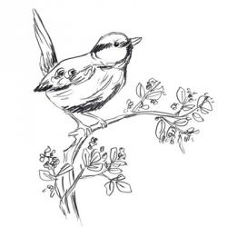Simple Songbird Sketches IV | Obraz na stenu