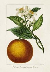 Antique Citrus Fruit I | Obraz na stenu