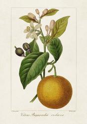 Antique Citrus Fruit II | Obraz na stenu