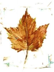 Autumn Leaf Study I | Obraz na stenu